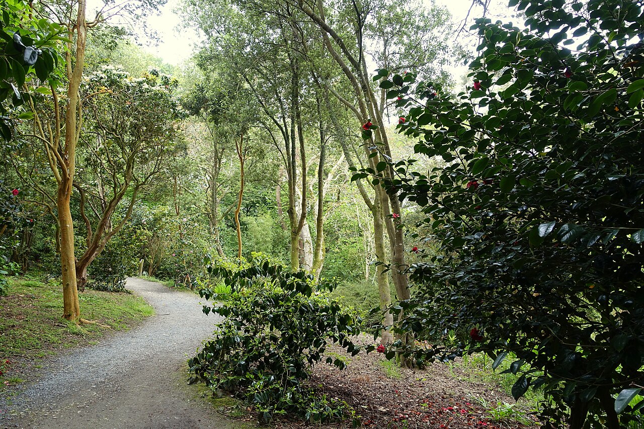 Tree ferns and a shaded path in Trebah Garden, Cornwall